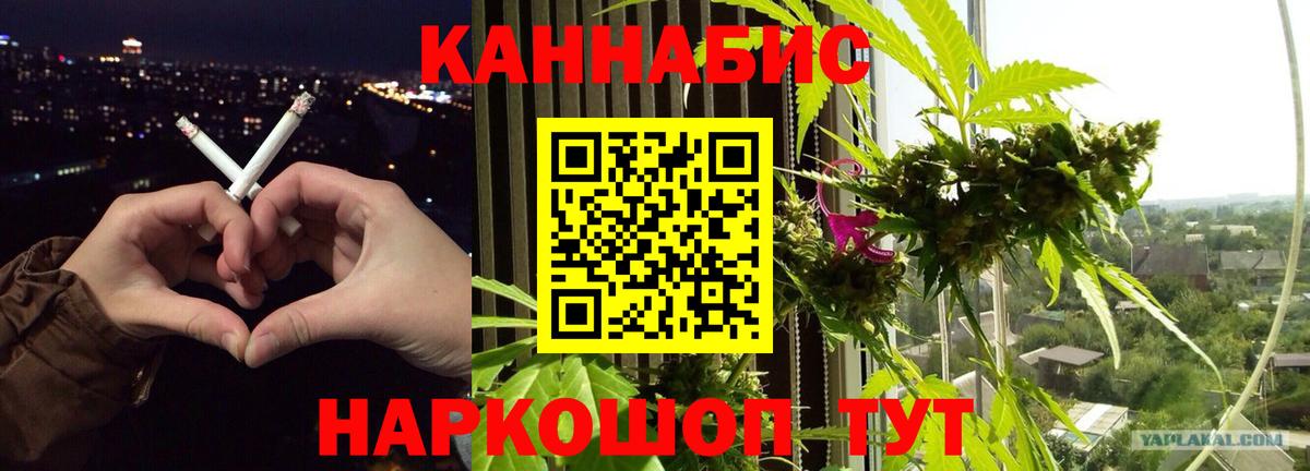 Канабис сатива Гудермес